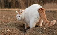 猫刨坑是什么原因