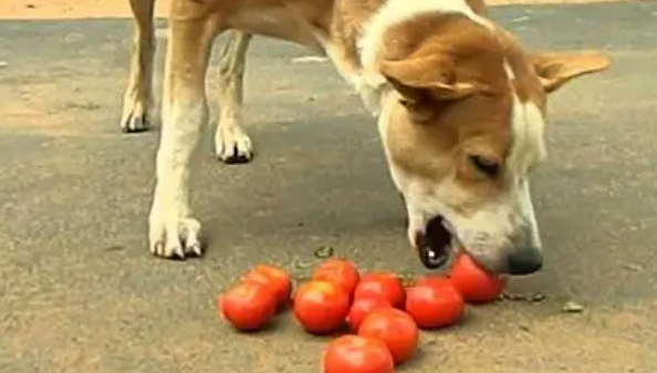 狗狗能不能吃圣女番茄