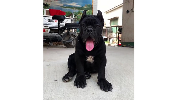 护卫犬的智商如何训练 护卫犬的智商如何训练