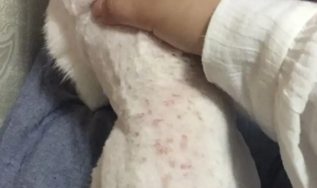 猫咪能传染人的四种疾病 猫咪能传染人的四种疾病