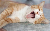 猫咪生产后喘气急促张嘴吐舌