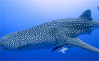 鲸鲨是鲨鱼但是为什么长得更像鲸