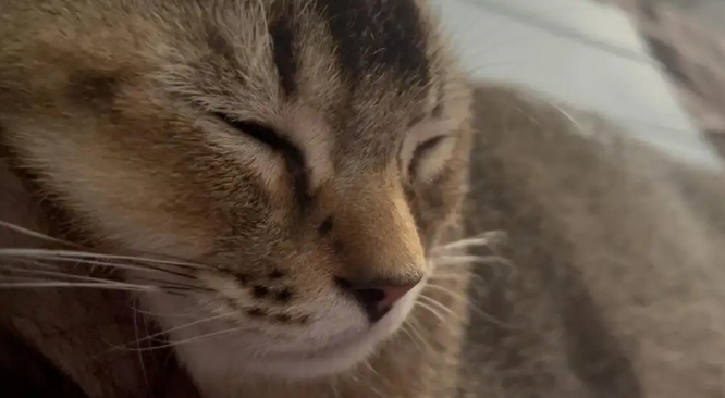 猫咪睡觉有呼吸声正常吗