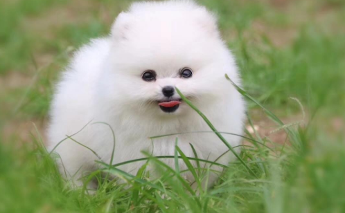 博美犬是不是小型犬?别再猜了,一文掌握博美犬的准确定义! 博美犬是不是小型犬?别再猜了,一文掌握博美犬的准确定义!