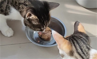 猫能吃鸡肝吗