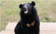 黑熊生活在我国什么地区