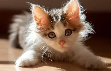 猫咪眼角有褐色分泌物