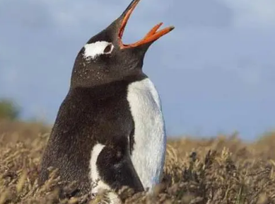 企鹅的舌头有什么作用