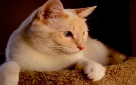 猫咪智商高的6个表现
