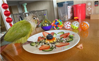 鹦鹉怎么吃最健康？与食品中营养关系很大