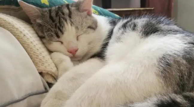 猫咪睡觉打呼噜是什么原因 猫咪睡觉打呼噜是什么原因