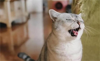 猫咪张嘴喘气是什么原因