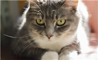 猫是什么投胎的