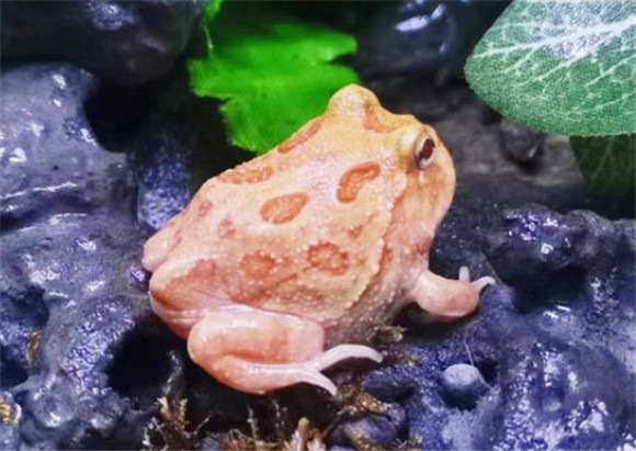 黄金角蛙多少钱一只