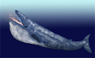 世界最大的鲸是什么鲸