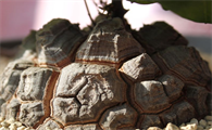 南非龟甲龙产地