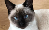 猫咪跑酷是什么原因