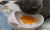 猫咪可以一天吃一个鸡蛋黄吗
