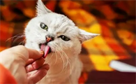 猫咪舔人的手是啥意思