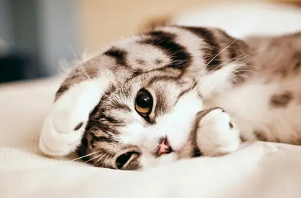 猫咪玩耍侧着身子跑
