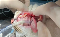 猫咪口炎的症状和处理方法