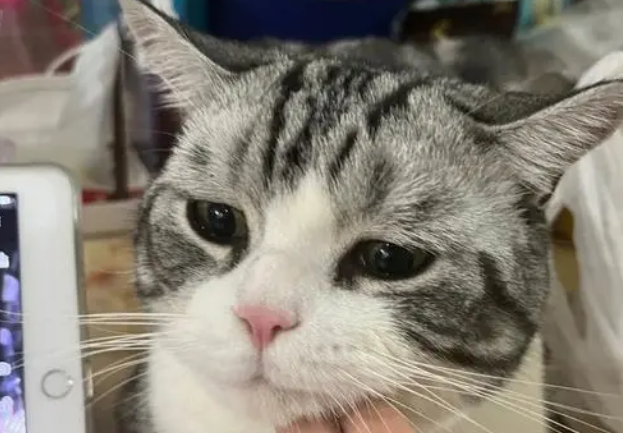 猫咪呜呜呜的低吟