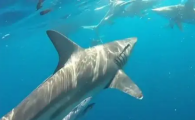 珠海长隆有鲨鱼吗
