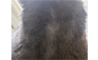 猫虱子怎么彻底去除最简单的方法