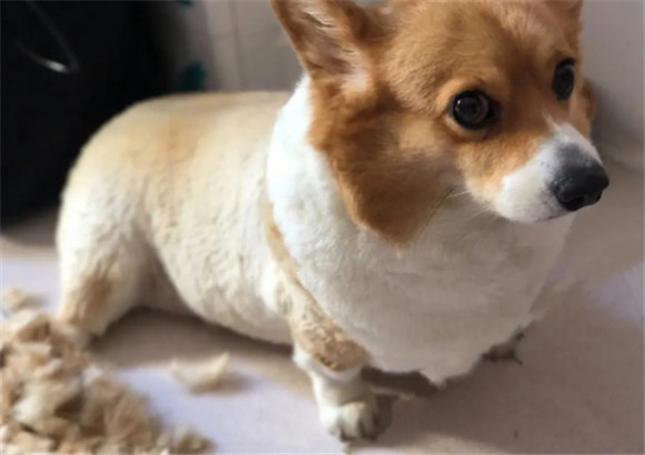 狗狗剪毛之后怎么安慰