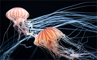 海蜇与水母是一种生物吗