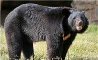 黑熊有尾巴吗