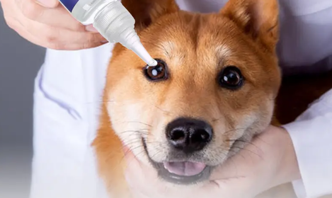  狗狗眼睛流泪用什么眼药水好