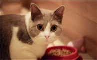 猫能吃盐么