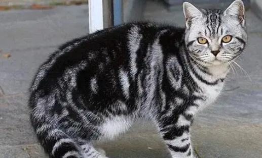 狸花猫和虎斑猫傻傻分不清,看看这5个方面! 狸花猫和虎斑猫傻傻分不清,看看这5个方面!
