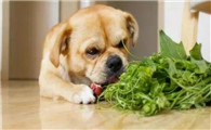 狗狗能吃菠菜吗