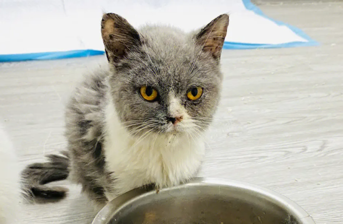 猫咪为什么围着我转蹭我 猫咪为什么围着我转蹭我