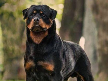 护卫犬排行榜前十名图片 护卫犬排行榜前十名图片