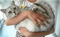 猫咪为什么抗拒主人抱