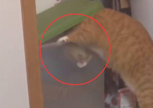 橘猫偷吃被逮着,惩罚方式让网友笑趴,橘猫:我不要面子的啊? 橘猫偷吃被逮着,惩罚方式让网友笑趴,橘猫:我不要面子的啊?