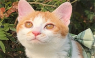 猫咪快要生产的征兆