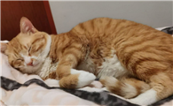 猫身上一直在轻微的抖