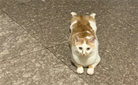 猫咪皮下脂肪瘤图片