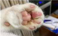 猫咪前爪一个脚趾突然肿了