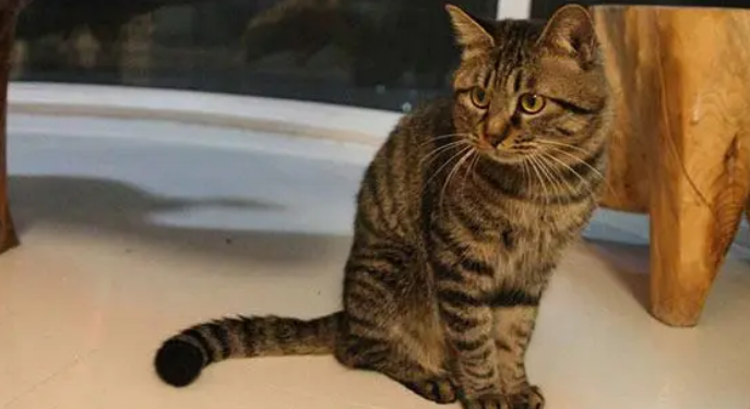 狸花猫和虎斑猫傻傻分不清,看看这5个方面! 狸花猫和虎斑猫傻傻分不清,看看这5个方面!