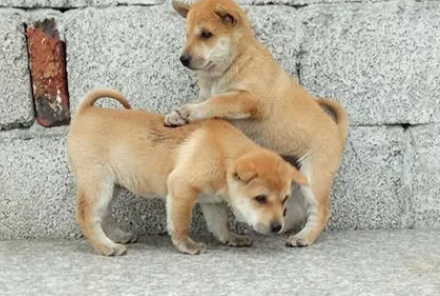 为什么中华田园犬做不了警犬?不是能力不行,是……… 为什么中华田园犬做不了警犬?不是能力不行,是………