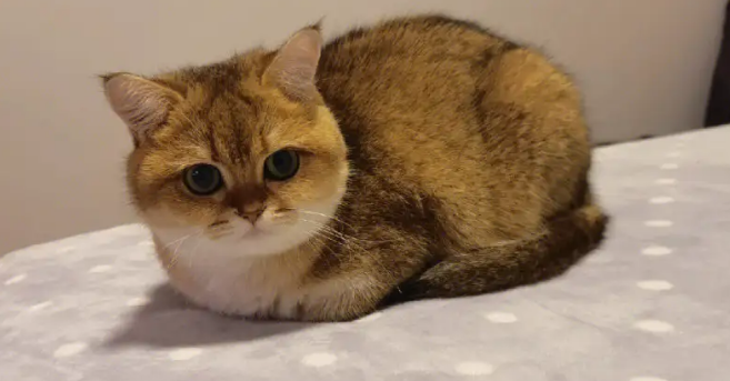 猫咪一直长不大