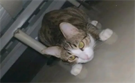 猫咪钻床底太脏有什么危害