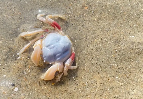 海边捡的寄居蟹可以吃吗