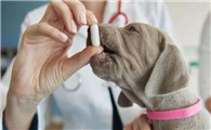 狗狗能吃阿莫西林消炎吗
