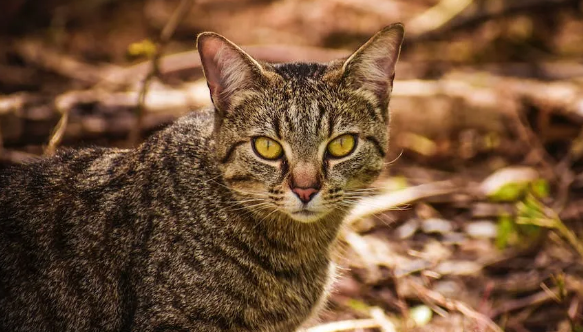 小猫咪的瞳孔为啥是竖着的? 小猫咪的瞳孔为啥是竖着的?